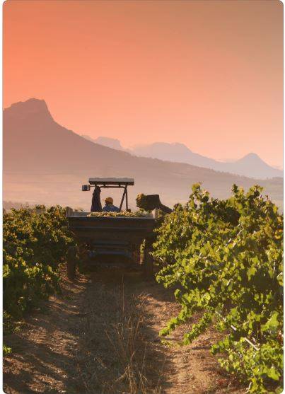 Assurance récoltes: Pourquoi ne séduit-elle pas les agriculteurs? Réflexions de GCA Courtage